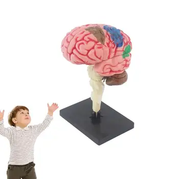 Детски анатомични играчки Анатомия на тялото Модел на човешкия мозък за деца Човешка очна ябълка Учебно оборудване по биология Училищни пособия