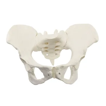 Женски модел на таз Модел на човешки скелет Образец Анатомия на скелета на бедрото Мускули на тазовото дъно Медицински инструмент